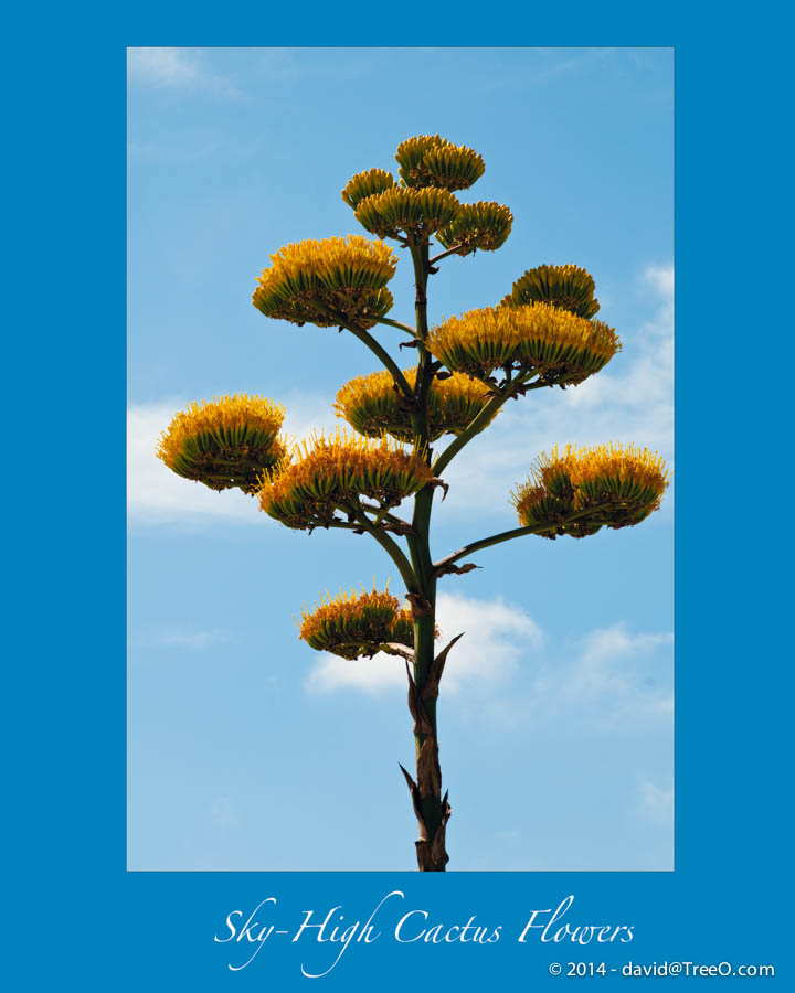 Sky-High Cactus Flowers