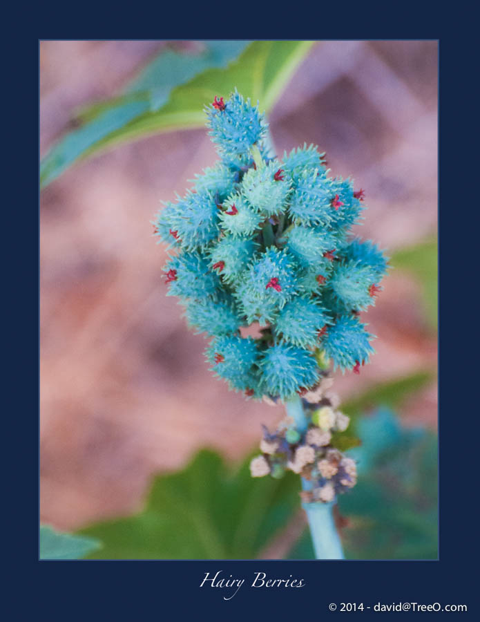 Hairy Berries