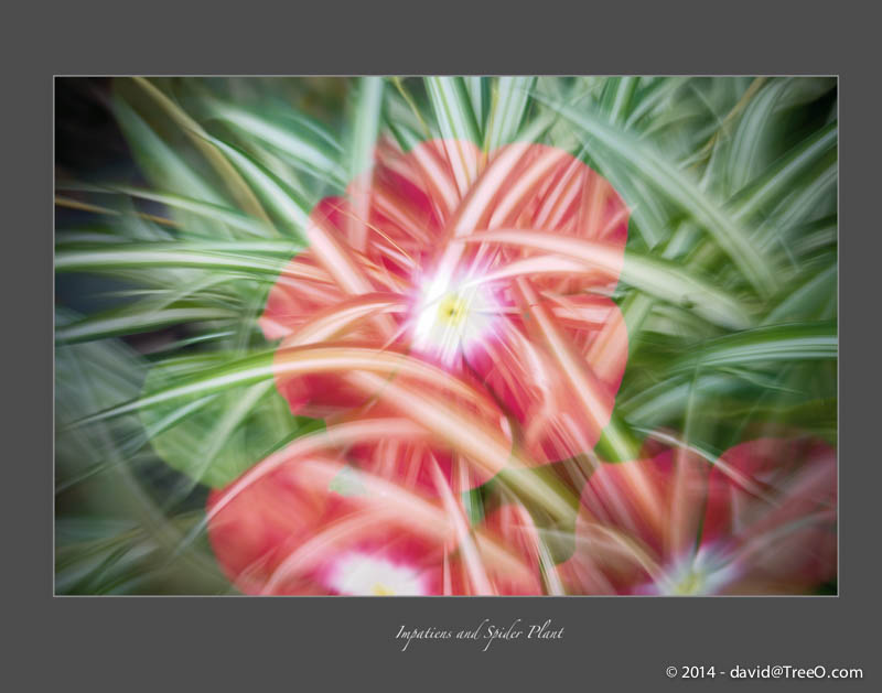 Impatiens and Spider Plant