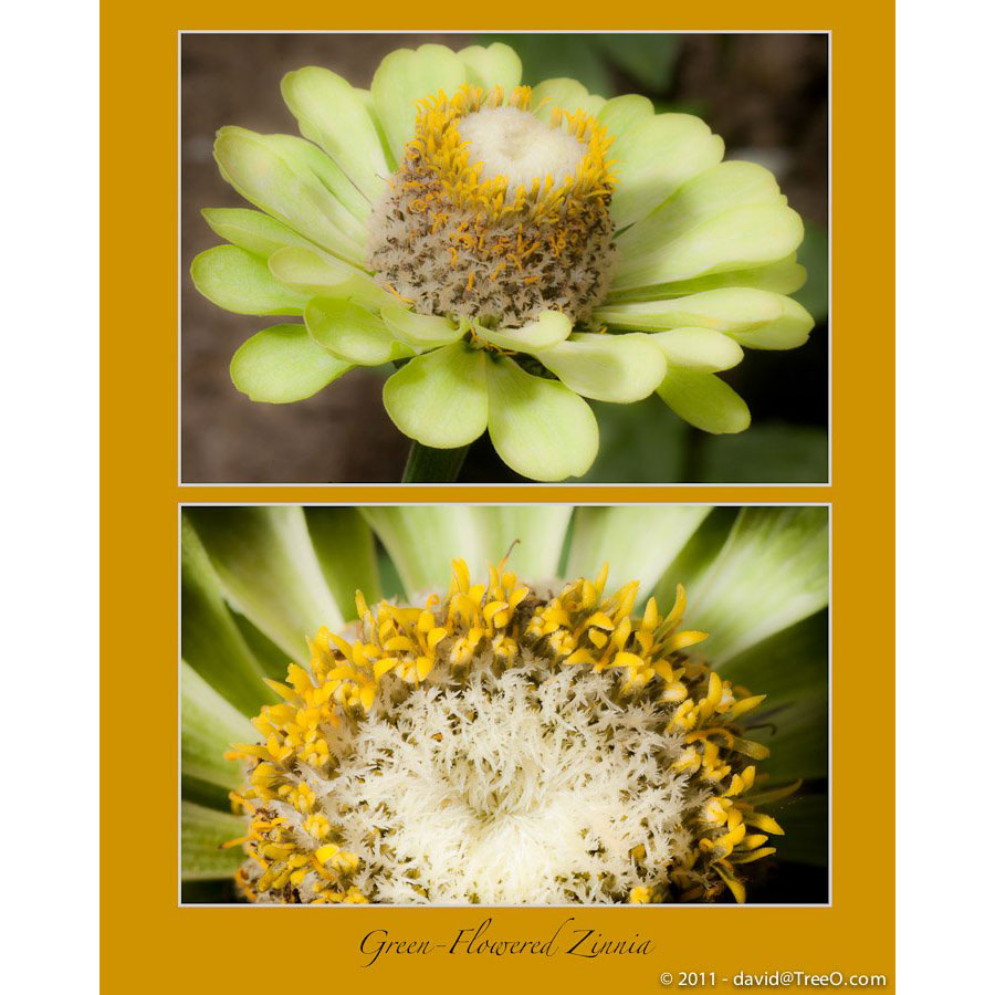 Green-Flowered Zinnia