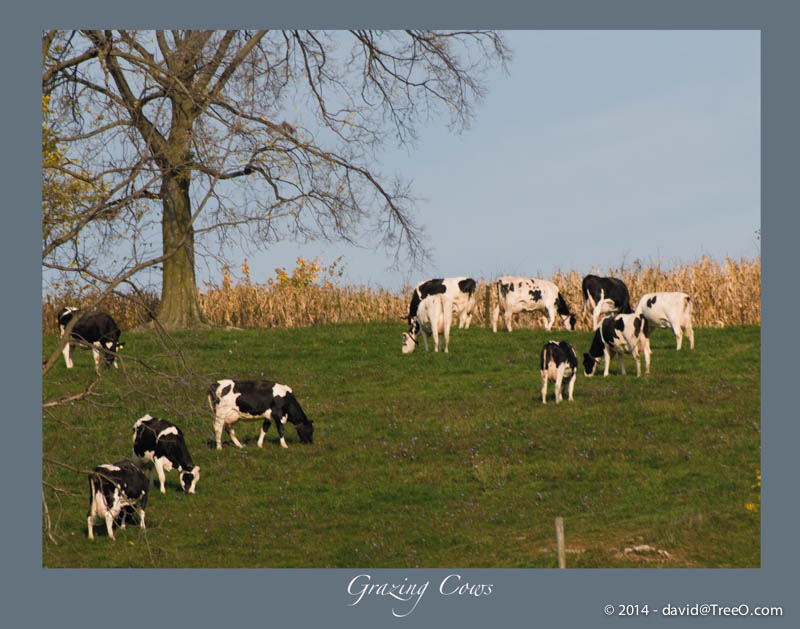 Grazing Cows