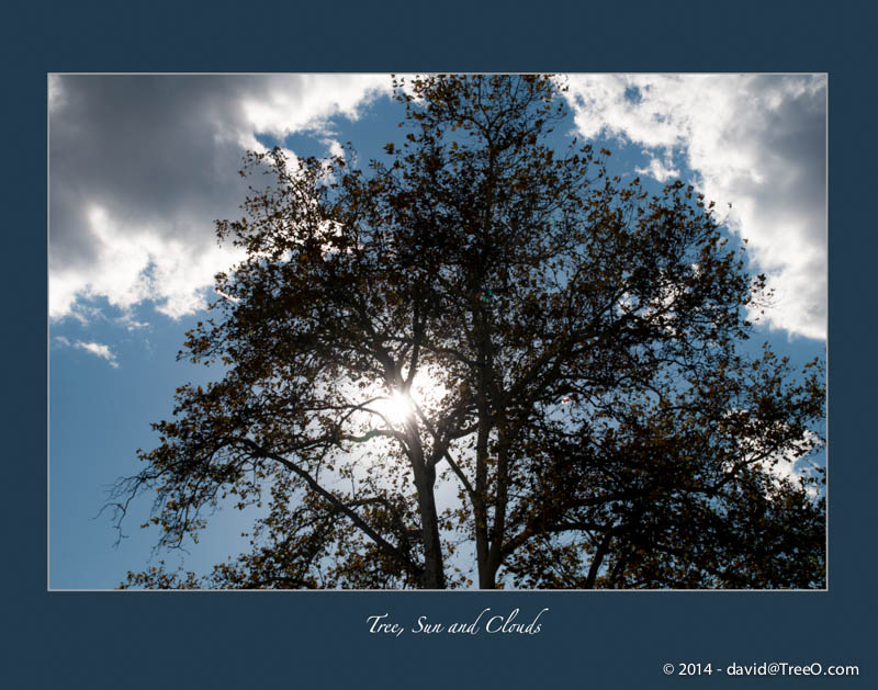 Tree, Sun and Clouds