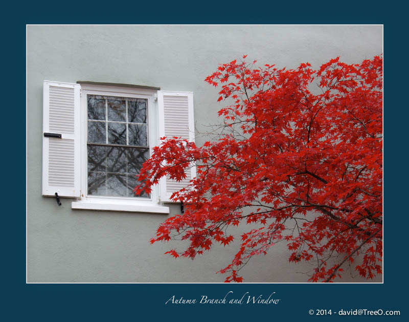 Autumn Branch and Window