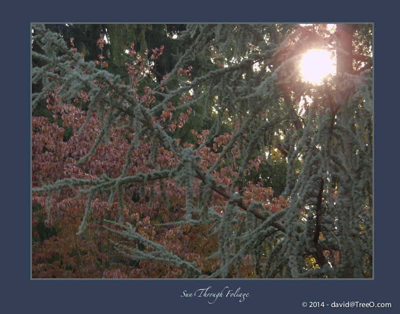 Sun Through Foliage