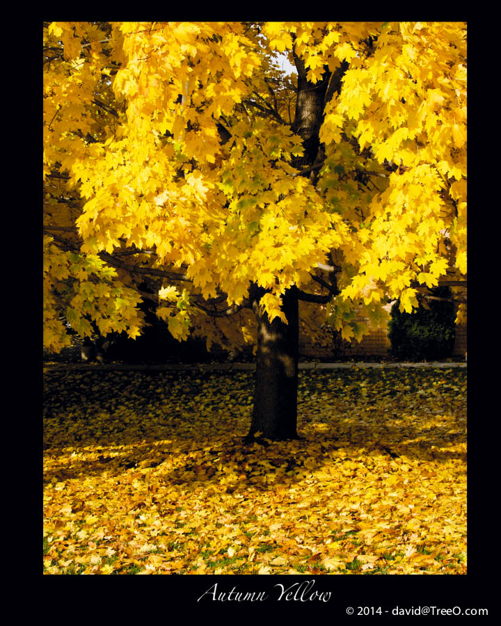 Autumn Yellow