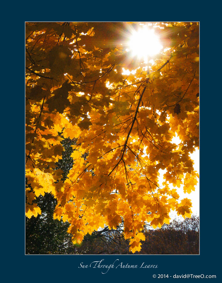 Sun Through Autumn Leaves