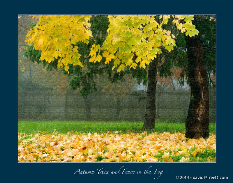 Autumn Trees and Fence in the Fog