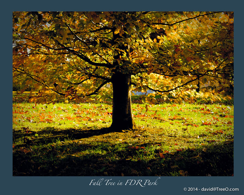 Fall Tree in FDR Park