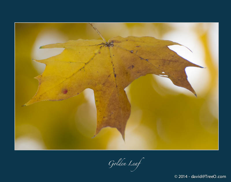 Golden Leaf