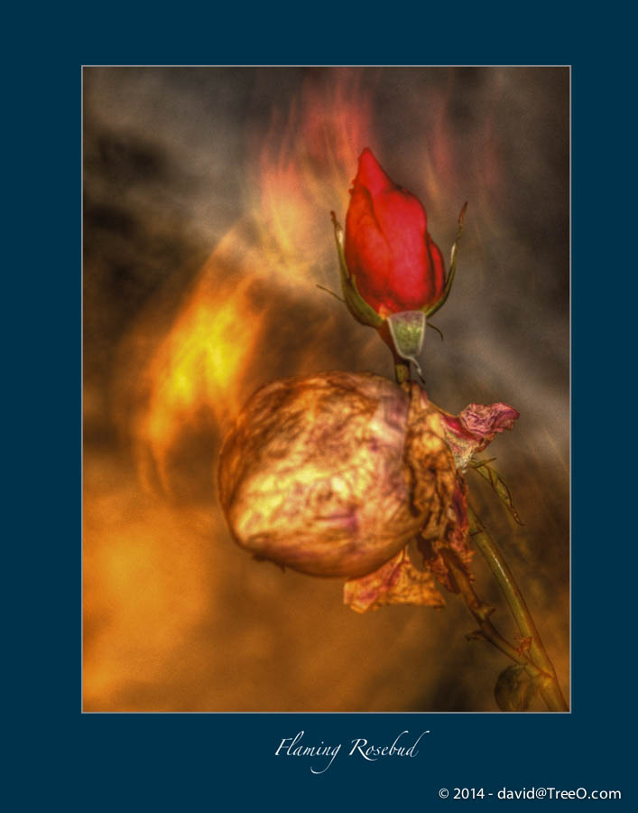 Flaming Rosebud