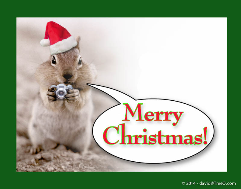 Merry Christmas Squirrel