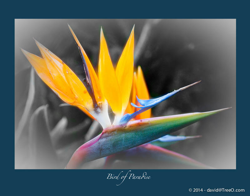 Bird of Paradise