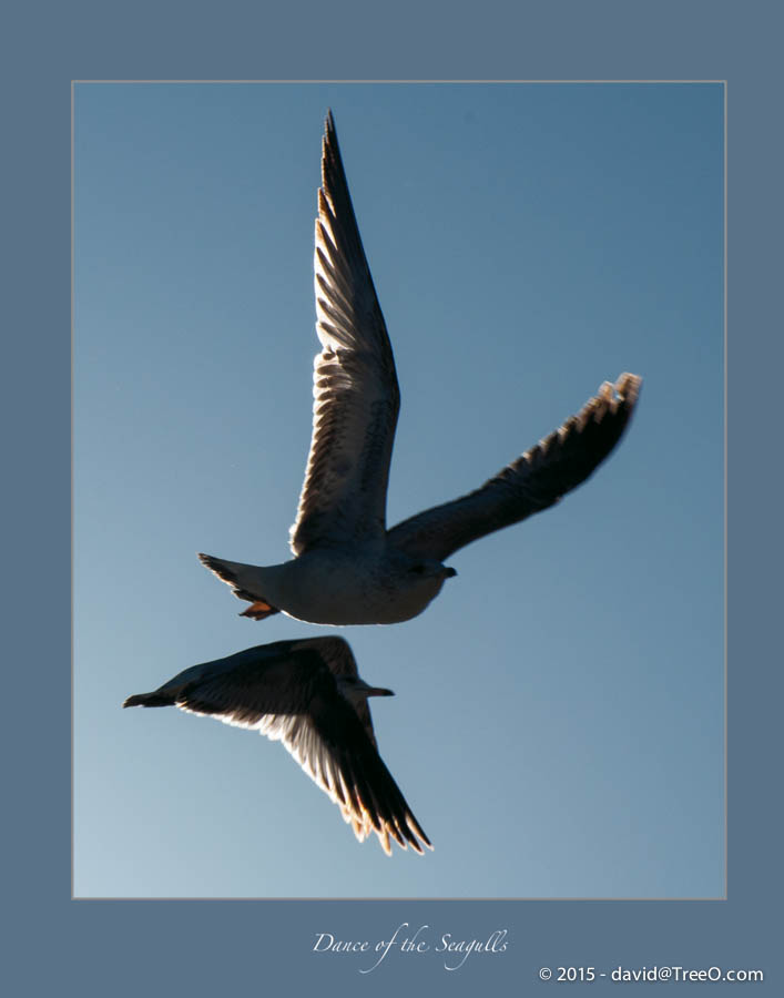 Dance of the Seagulls