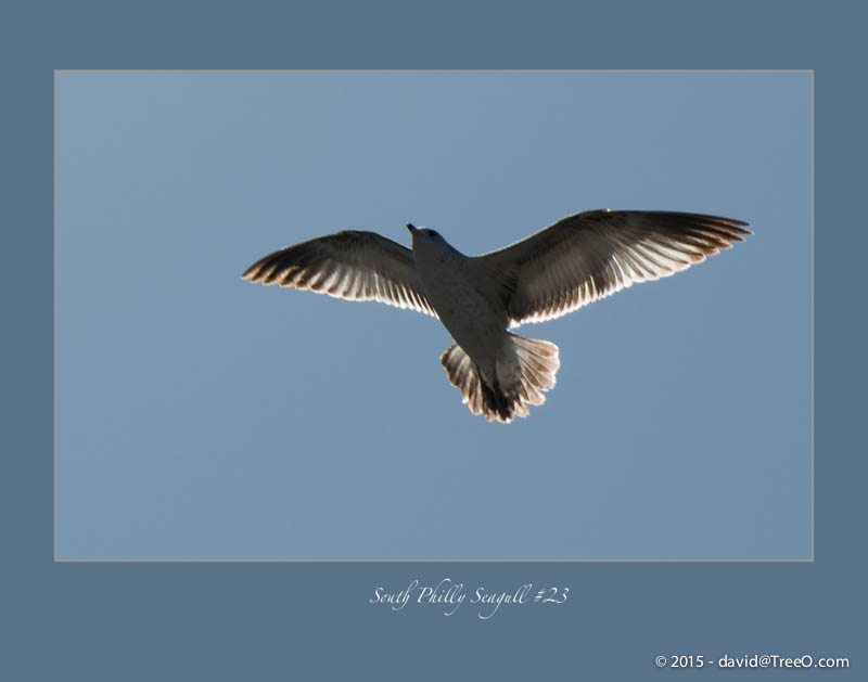 South Philly Seagull #23