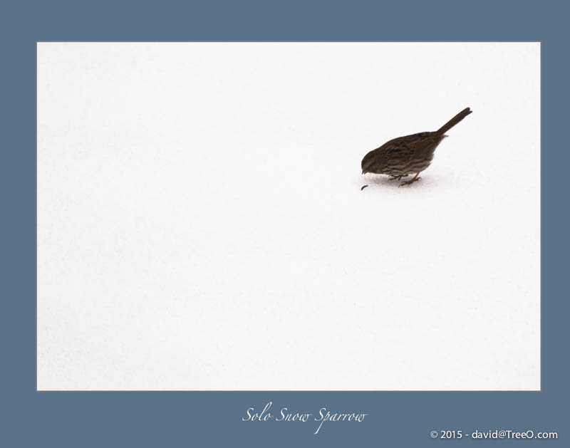 Solo Snow Sparrow