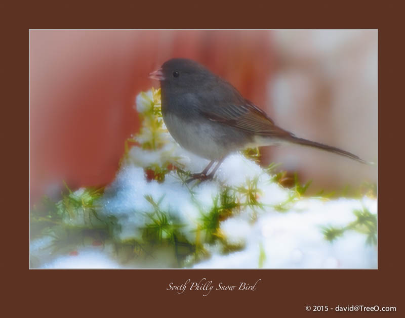 South Philly Snow Bird