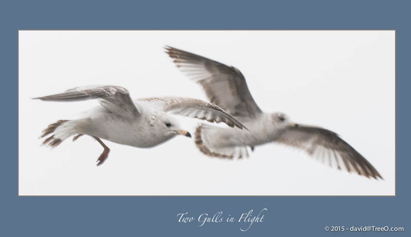 Two Gulls in Flight