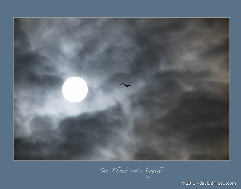 Sun, Clouds and a Seagull