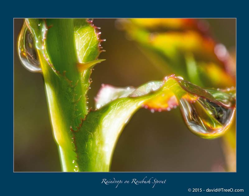 Raindrops on Rosebush Sprout