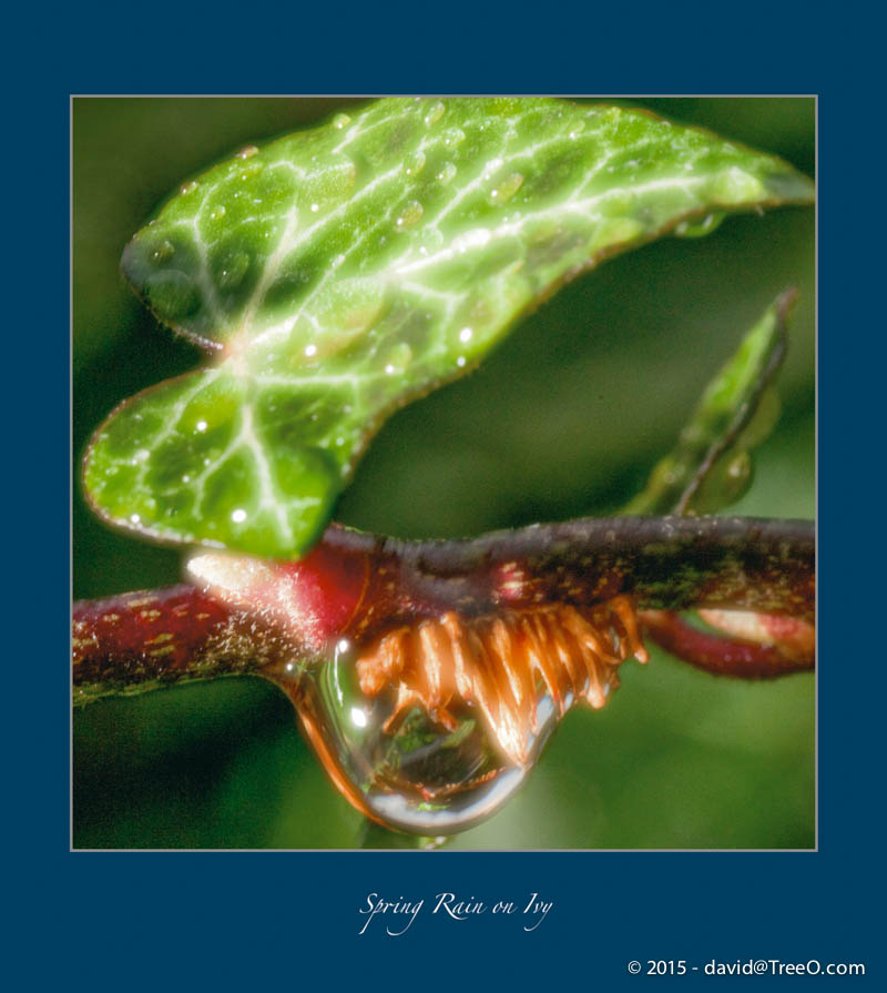 Spring Rain on Ivy