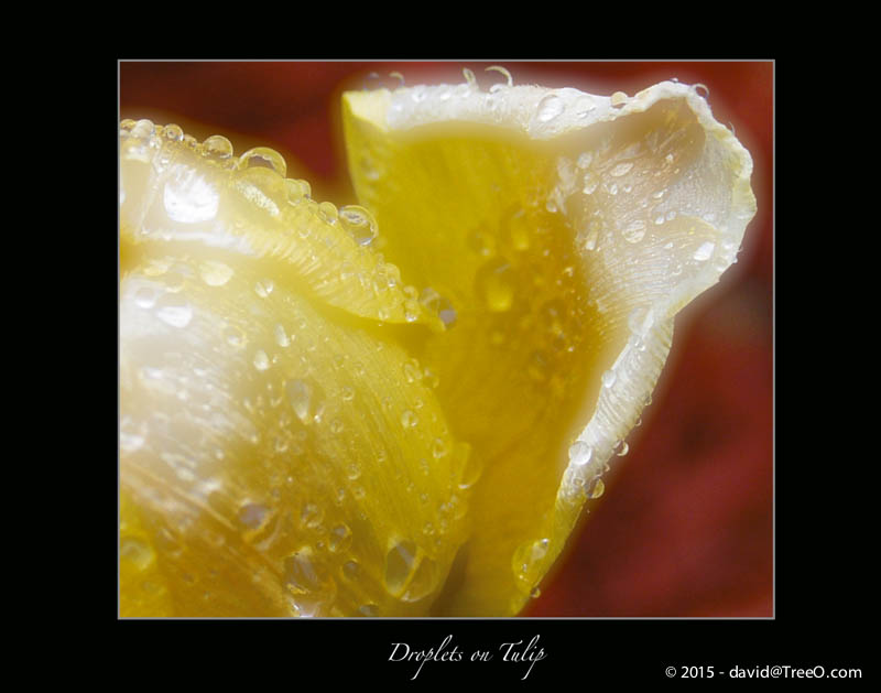 Droplets on Tulip