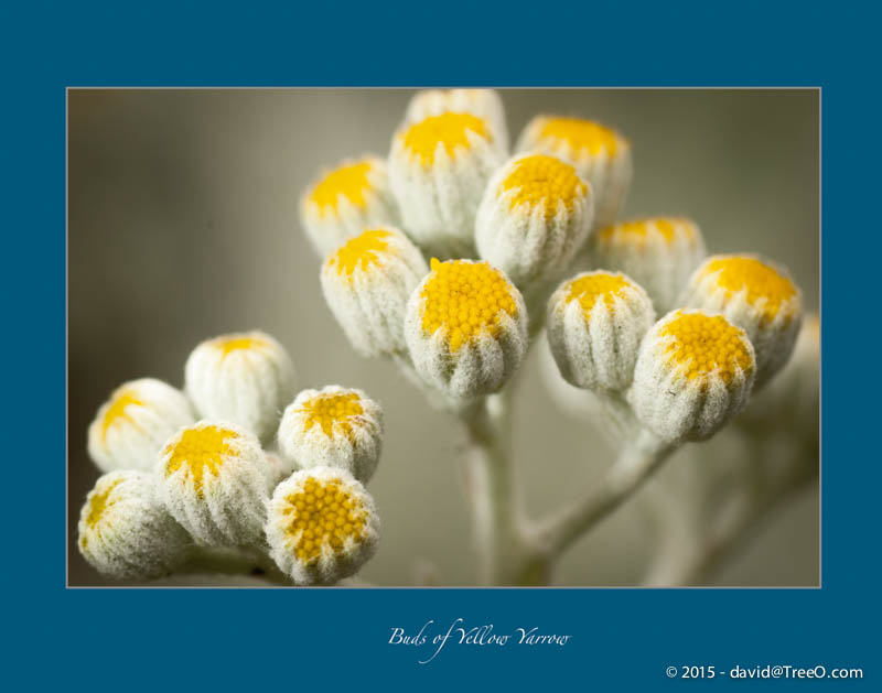 Buds of Yellow Yarrow