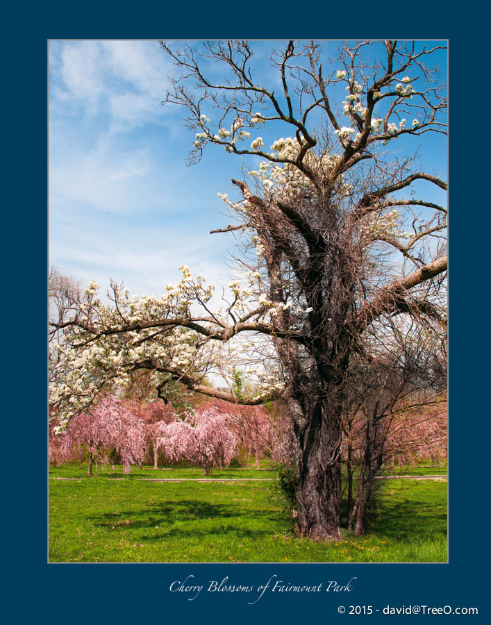 Cherry Blossoms of Fairmount Park