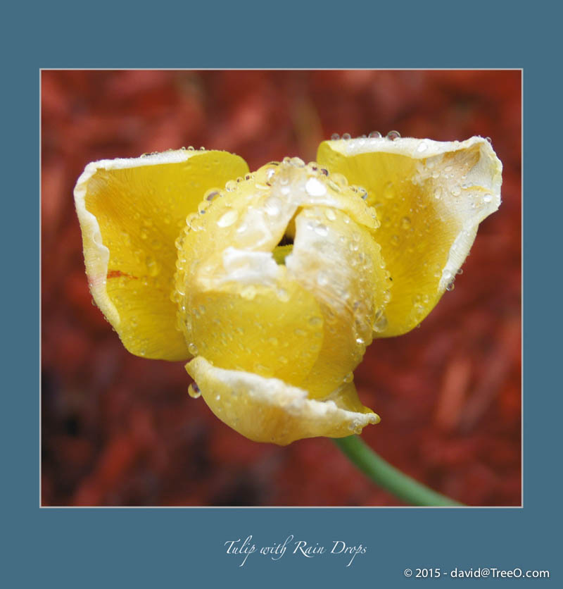 Tulip with Rain Drops