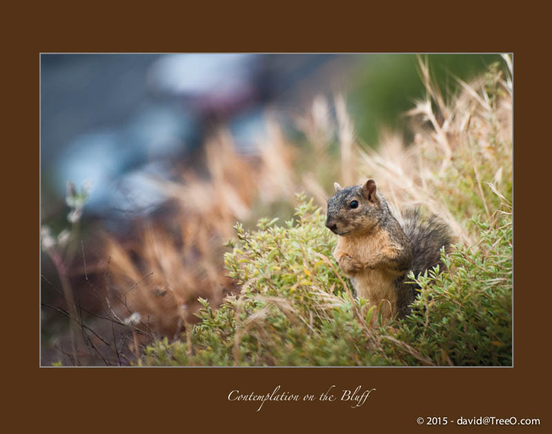 Contemplation on the Bluff