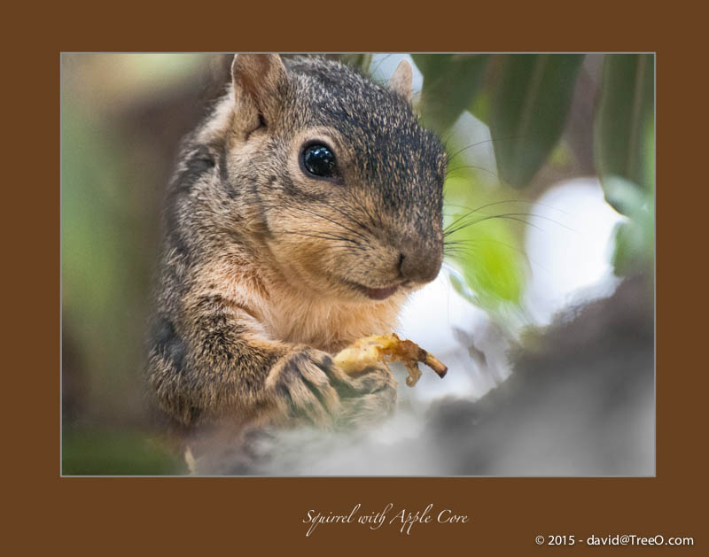 Squirrel with Apple Core