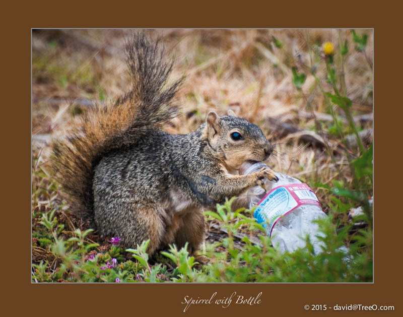 Squirrel with Bottle