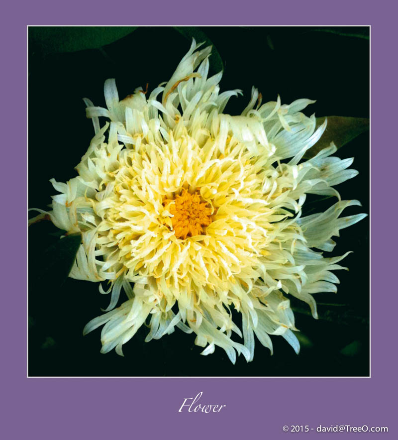 Flower