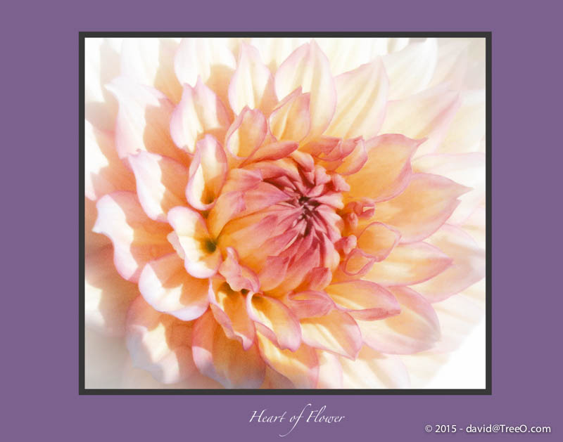 Heart of Flower
