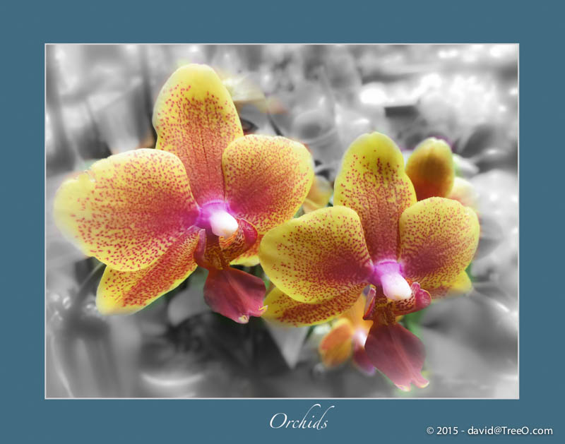 Orchids