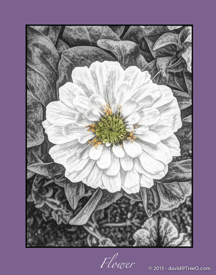 Flower