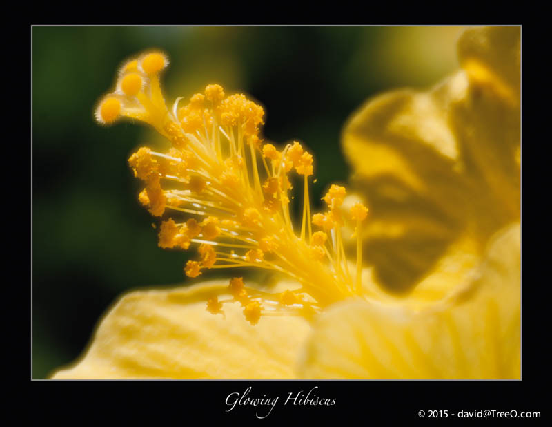 Glowing Hibiscus