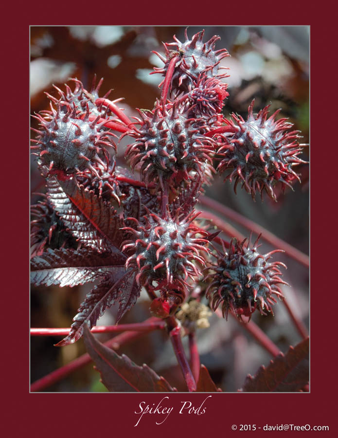 Spikey Pods