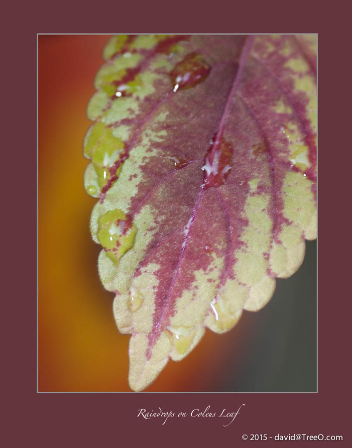 Raindrops on Coleus Leaf