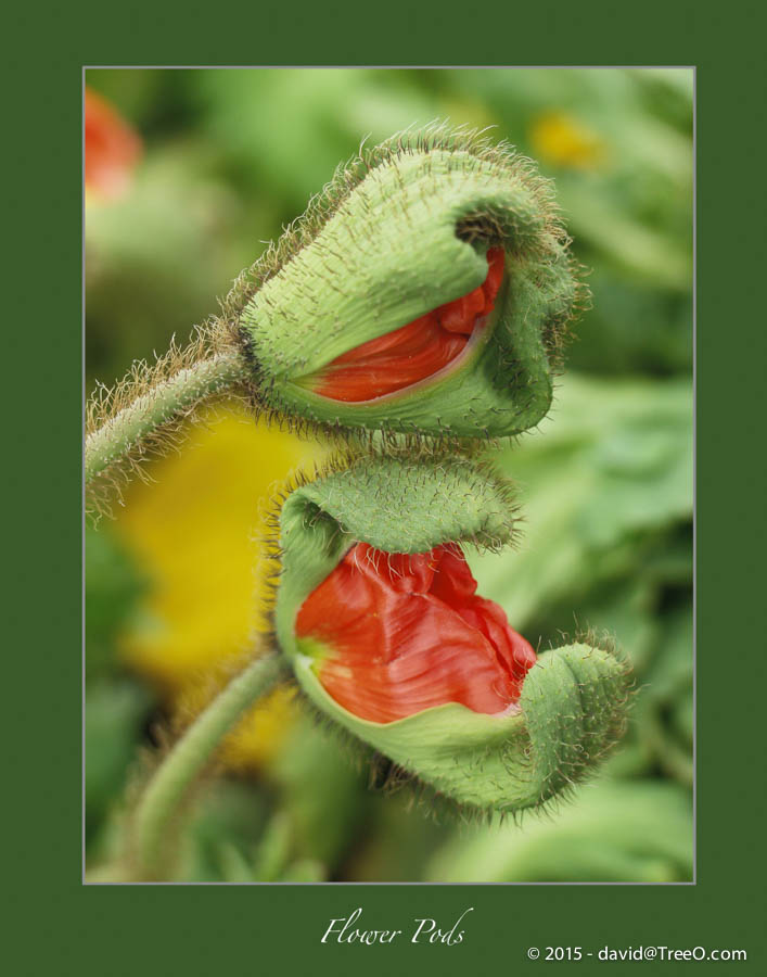 Flower Pods