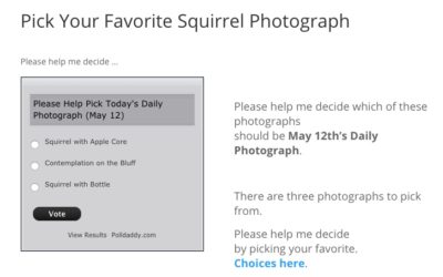 Pick Your Favorite Squirrel Photograph